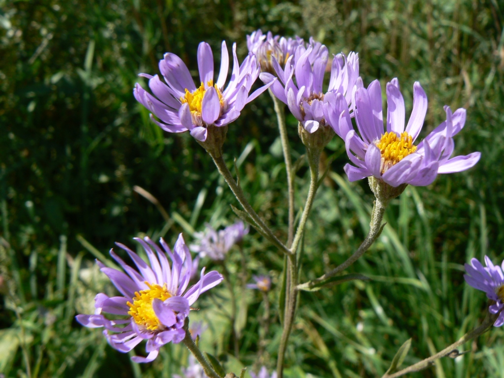 Изображение особи Aster tataricus.