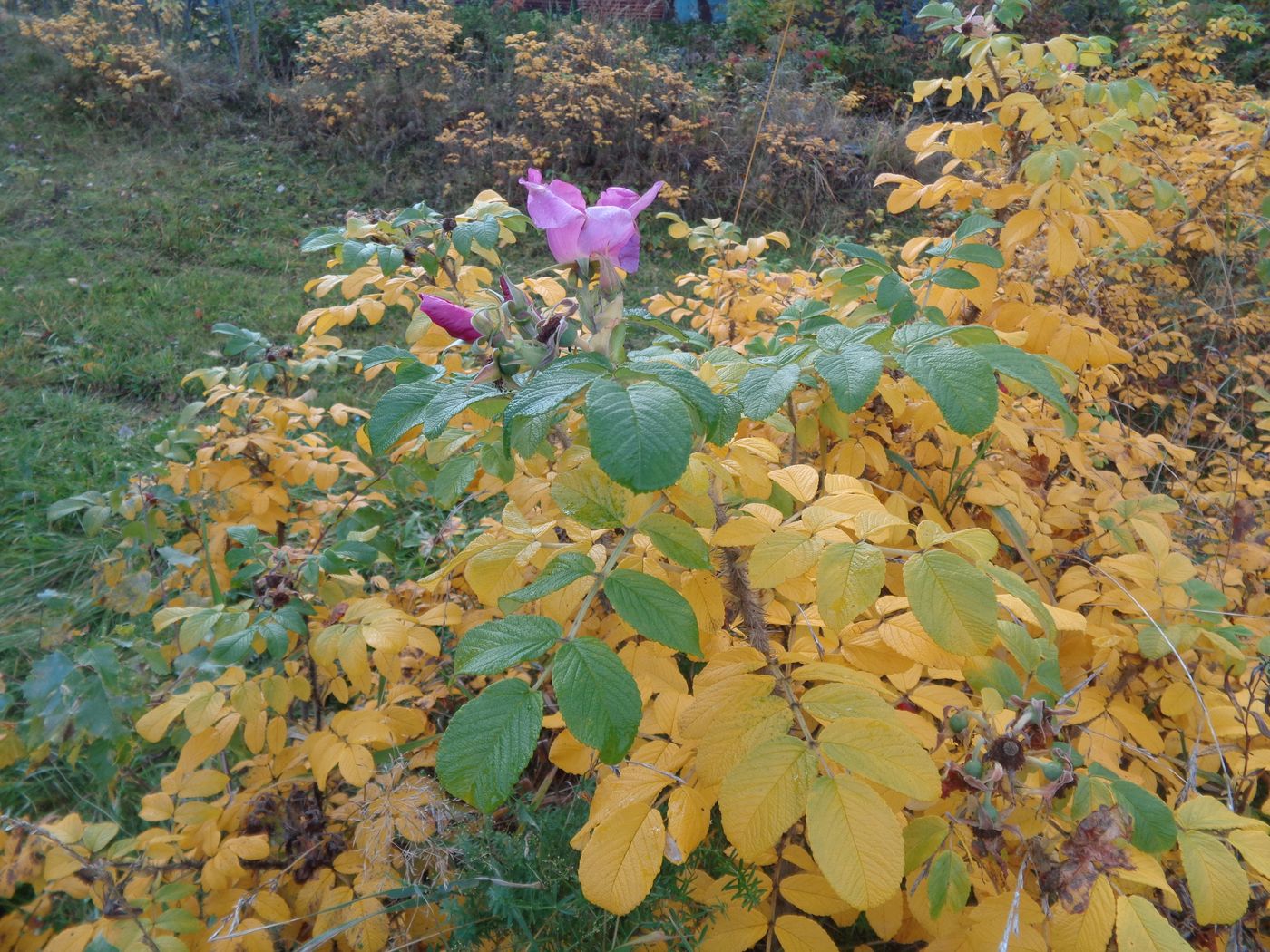 Image of Rosa rugosa specimen.