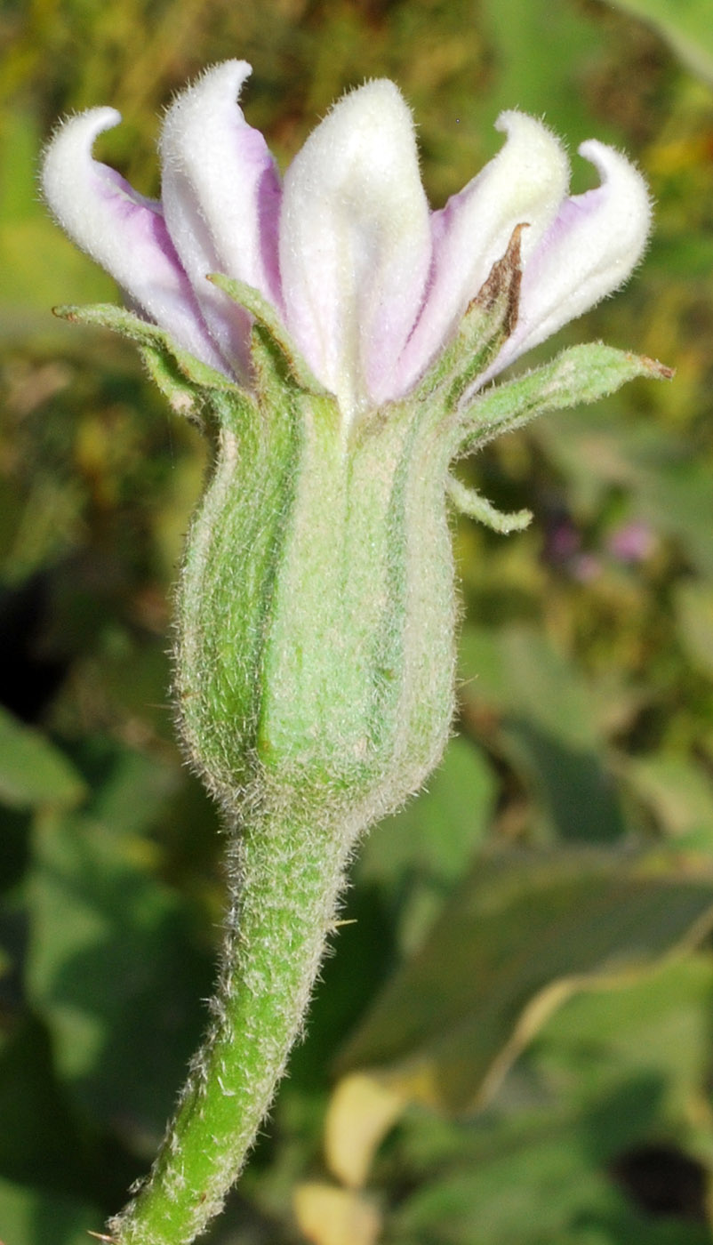 Image of Solanum melongena specimen.