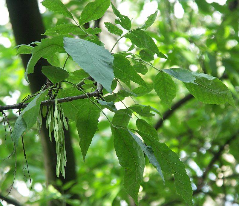 Image of Fraxinus excelsior specimen.