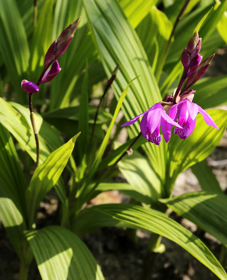 Image of Bletilla striata specimen.