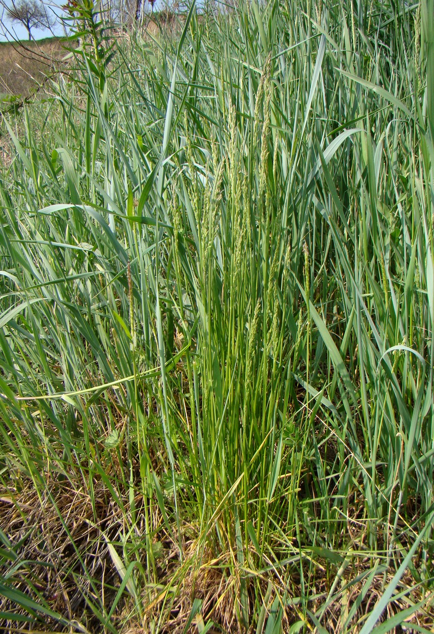 Image of genus Poa specimen.