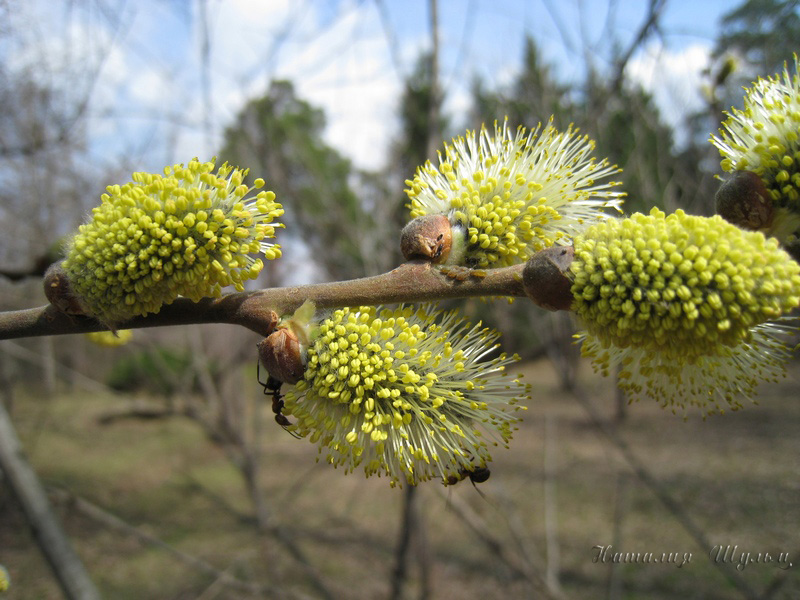 Изображение особи Salix cinerea.