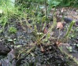 Drosera linearis. Зацветающее растение. Подмосковье, в культуре. 30 июня 2018 г.
