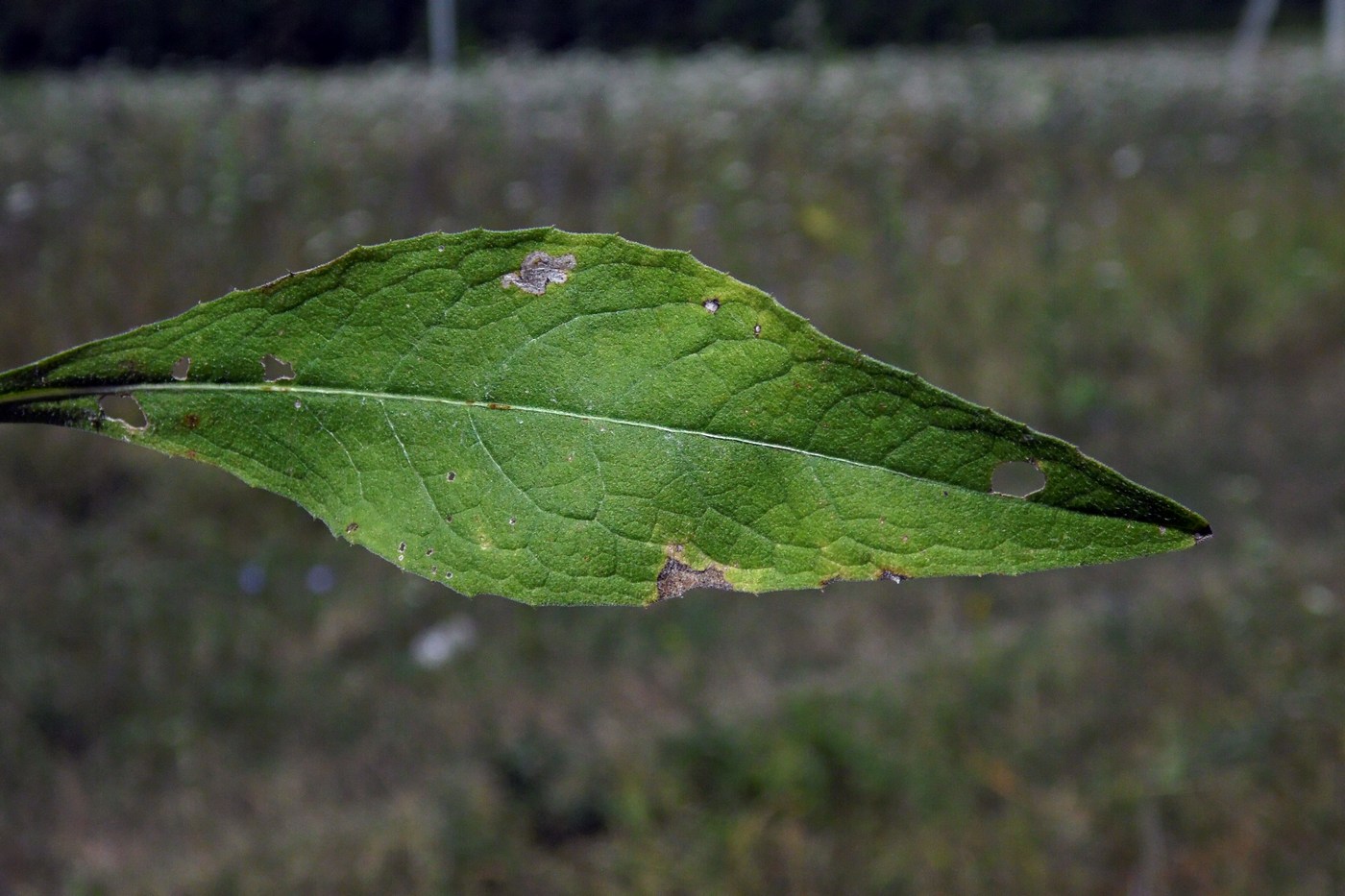 Image of Centaurea abnormis specimen.