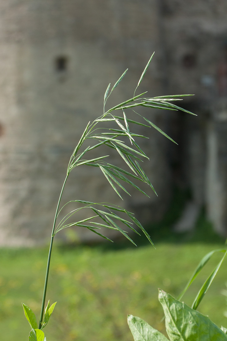 Image of Bromopsis inermis specimen.