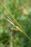 Carex pallescens. Часть побега с соплодиями и отцветшим мужским соцветием. Ленинградская обл., Волосовский р-н, верхнее течение р. Оредеж, суходольный луг. 14.07.2018.