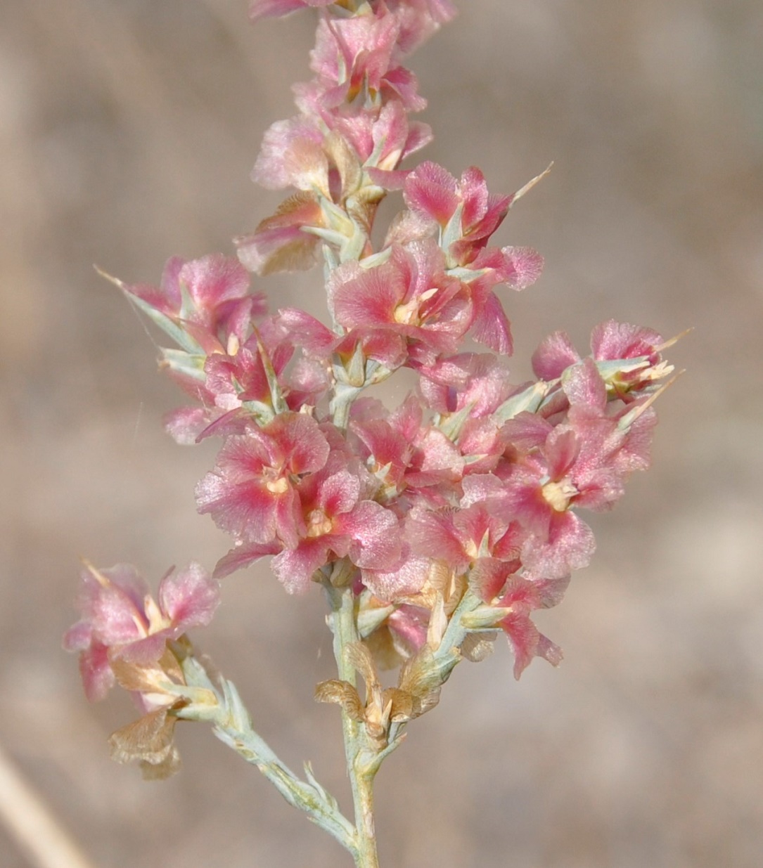 Изображение особи Noaea mucronata.