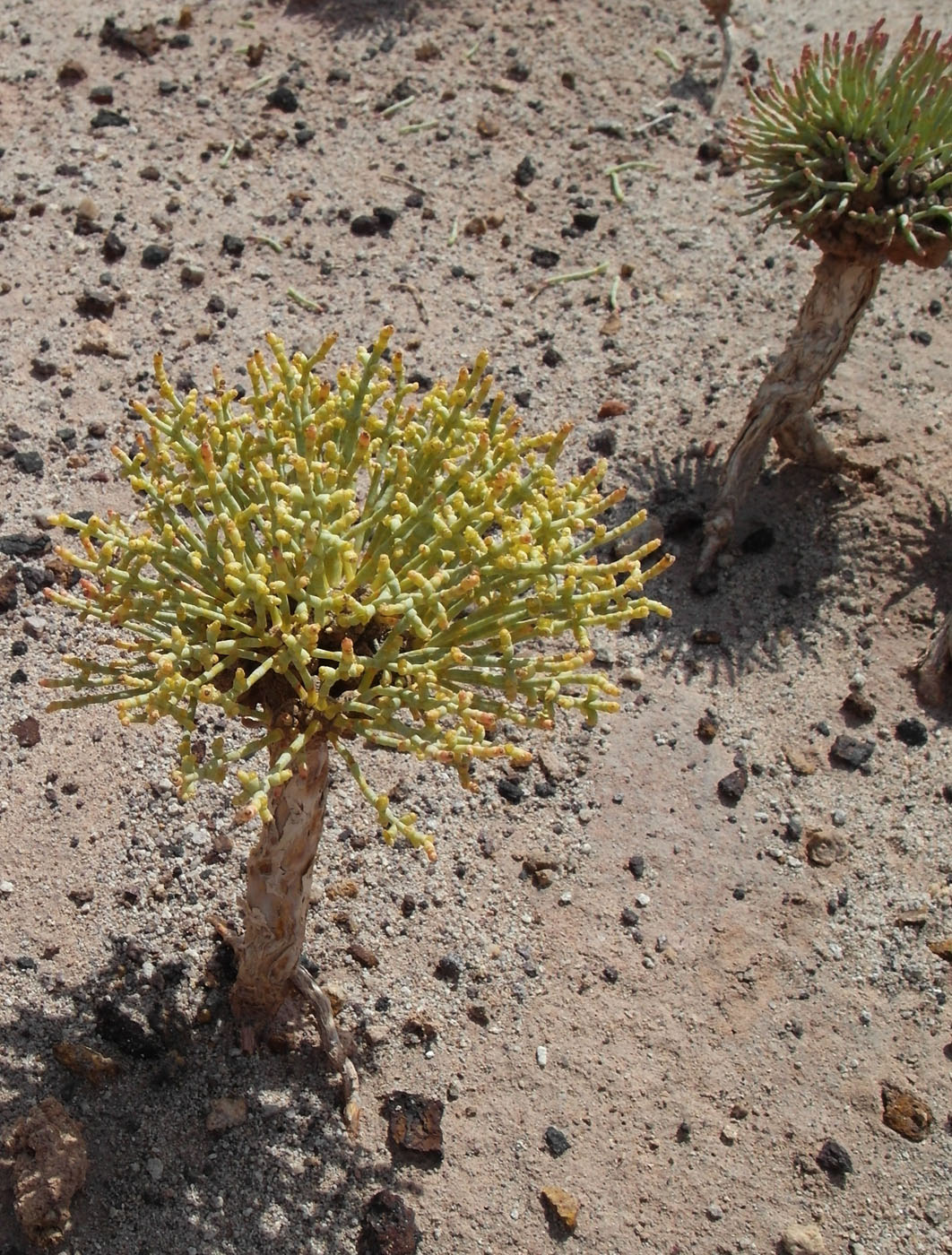 Изображение особи Anabasis truncata.