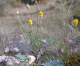 Anthemis ruthenica. Цветущее растение. Грузия, край Самцхе-Джавахети, Аспиндзский муниципалитет, окр. крепости Тмогви, левый борт долины р. Кура, восточный склон Эрушетского нагорья, луг. 11.10.2018.