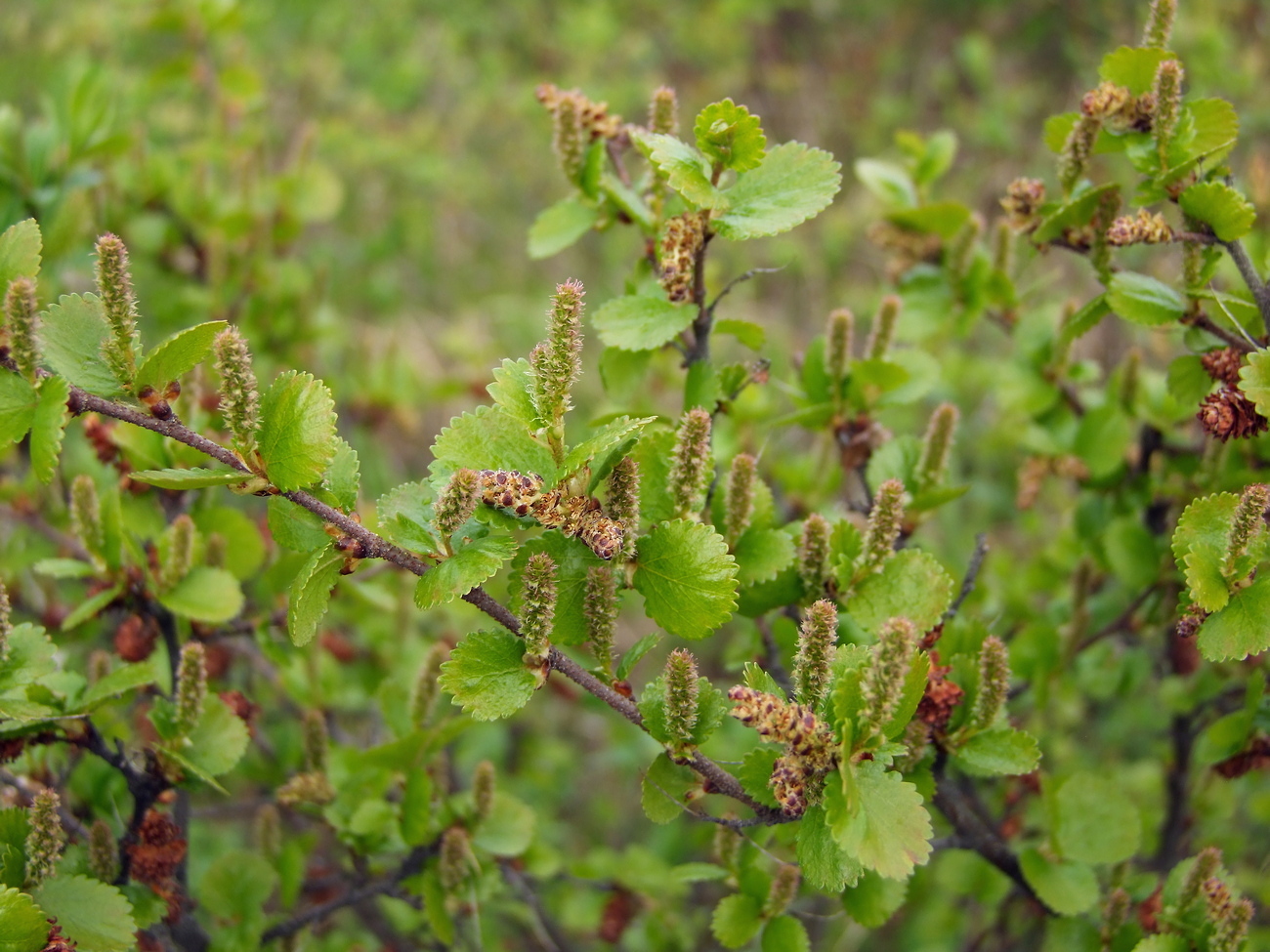 Image of Betula divaricata specimen.