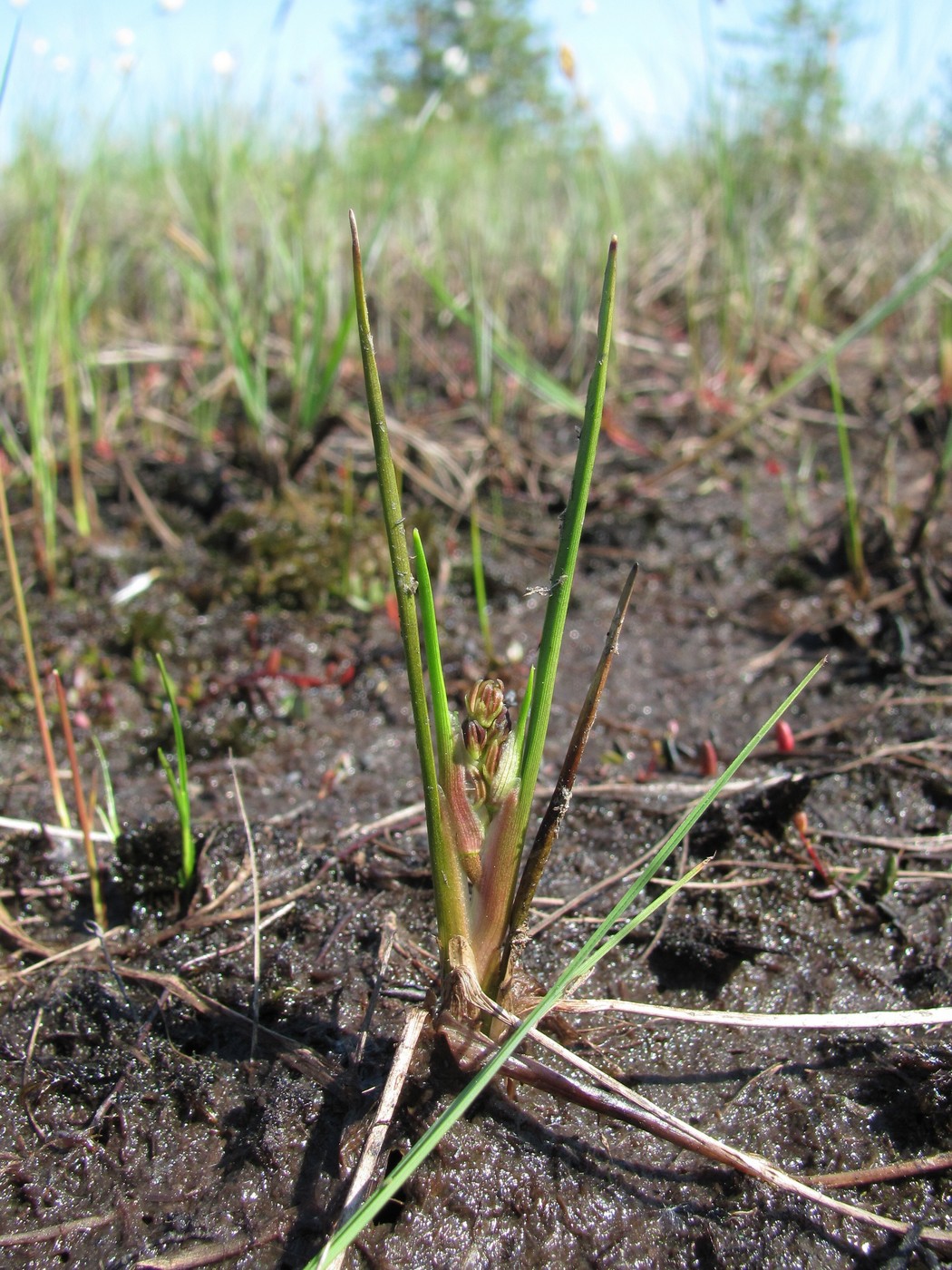 Image of Scheuchzeria palustris specimen.