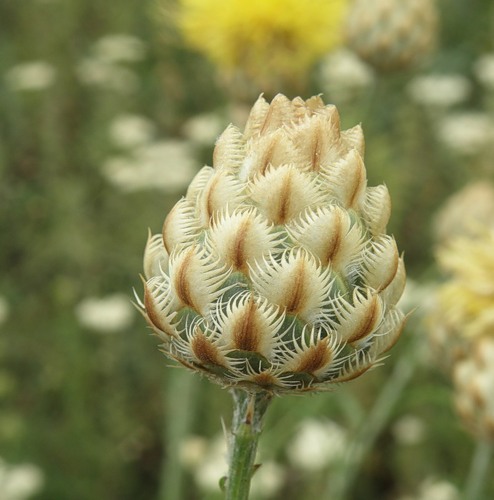 Image of Centaurea orientalis specimen.