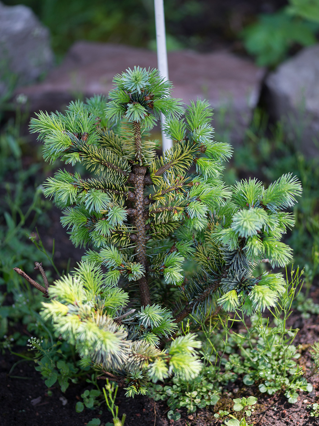 Image of Picea sitchensis specimen.