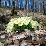 Primula vulgaris