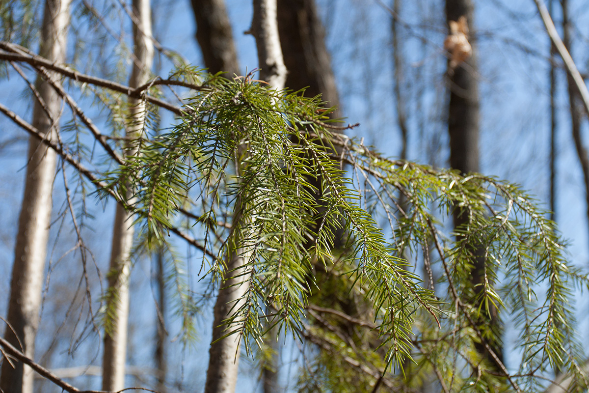 Изображение особи Picea abies.