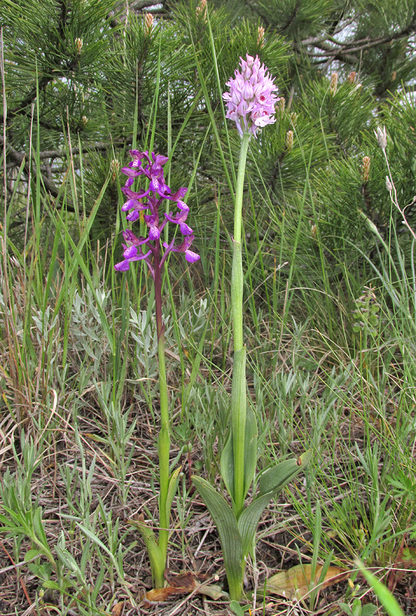 Изображение особи семейство Orchidaceae.