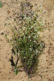 Galium uliginosum