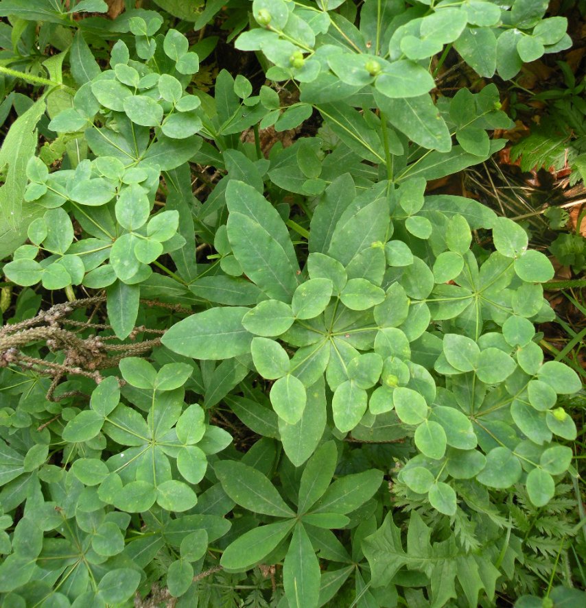 Image of Euphorbia angulata specimen.