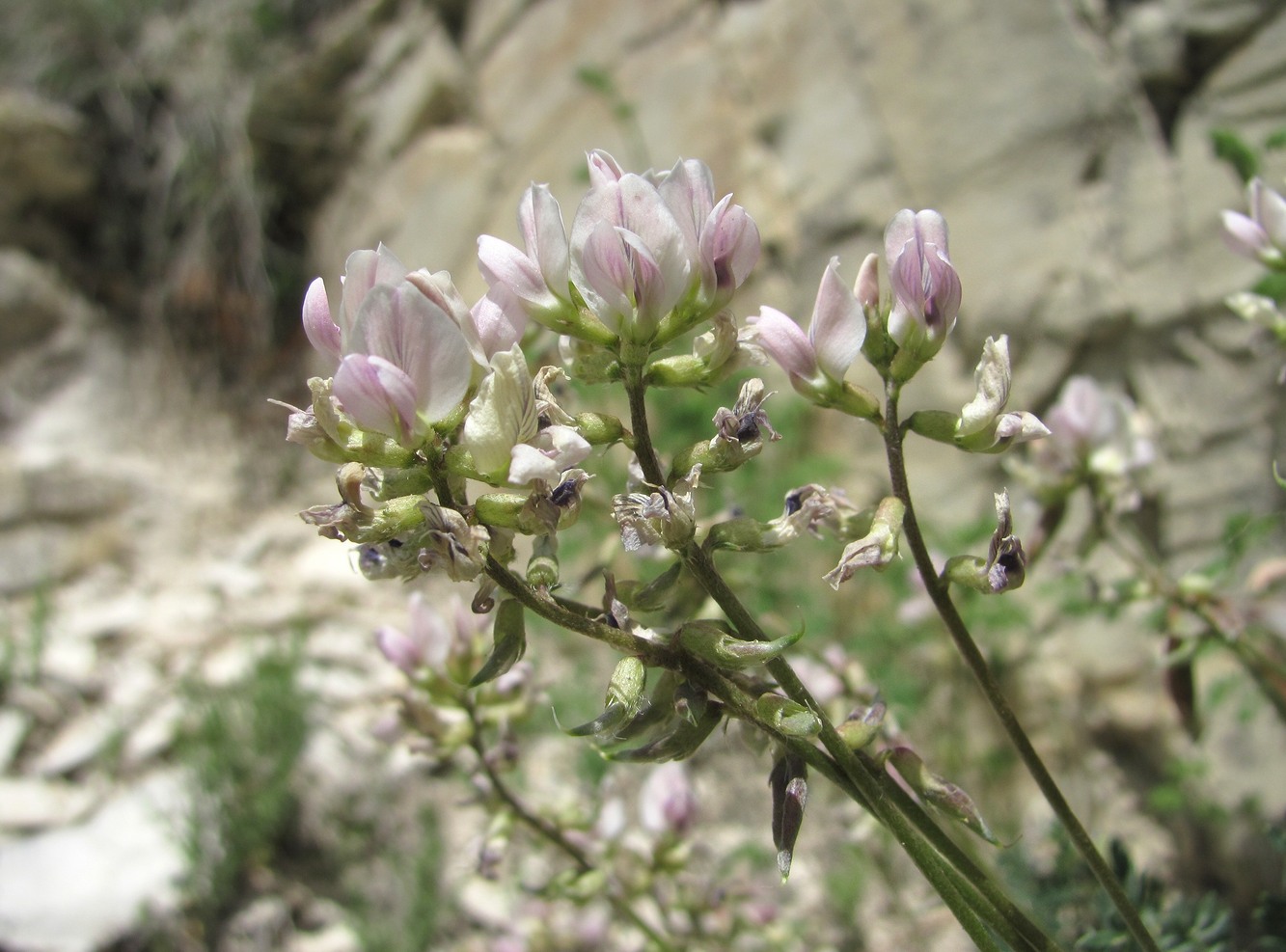 Image of Oxytropis dasypoda specimen.