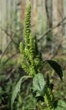 Amaranthus powellii. Верхняя часть цветущего растения. Украина, г. Киев, Днепровский р-н, на берегу оз. Радужного, рудеральное местообитание. 21.08.2019.