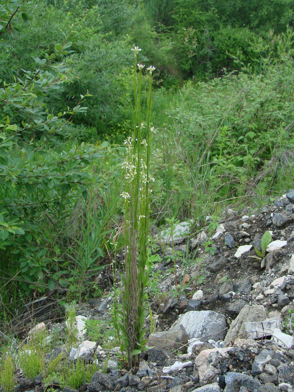 Image of Arabis borealis specimen.