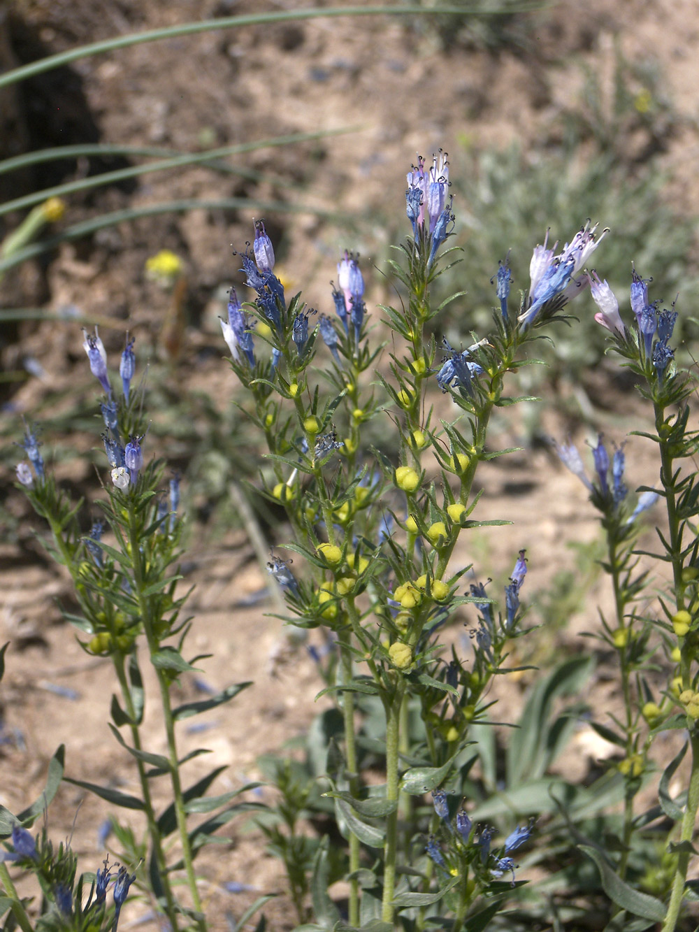 Image of Moltkia caerulea specimen.