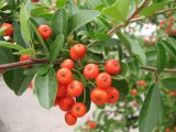 Pyracantha coccinea