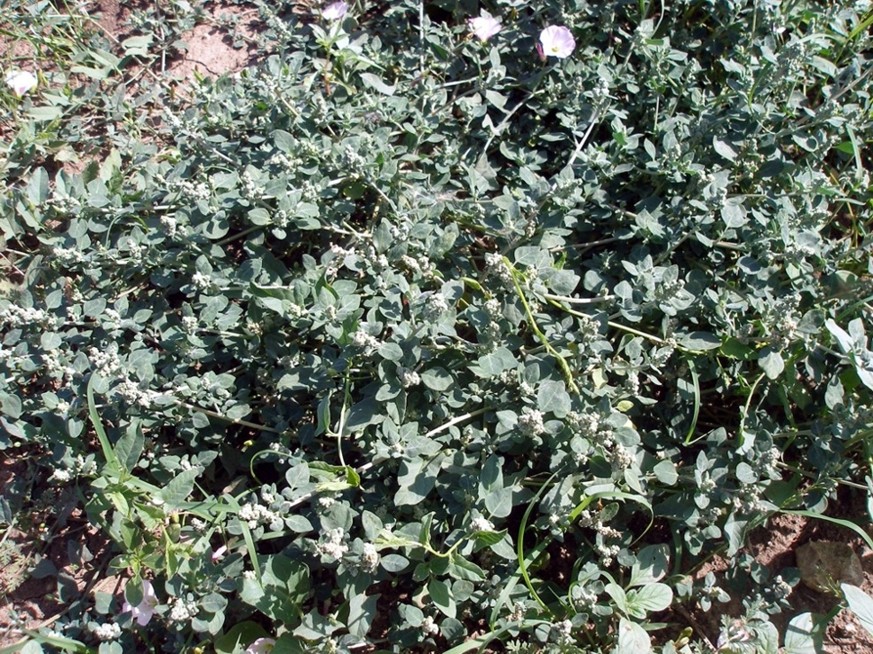 Image of Chenopodium vulvaria specimen.