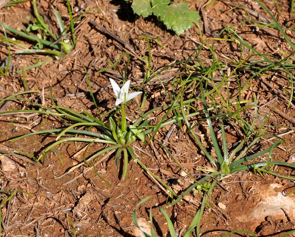 Image of Ornithogalum pedicellare specimen.