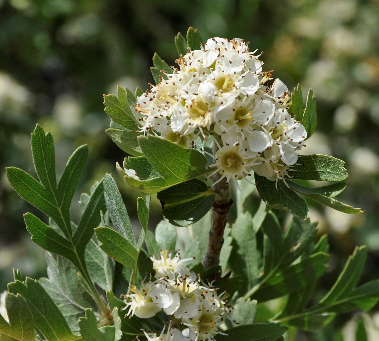 Image of genus Crataegus specimen.