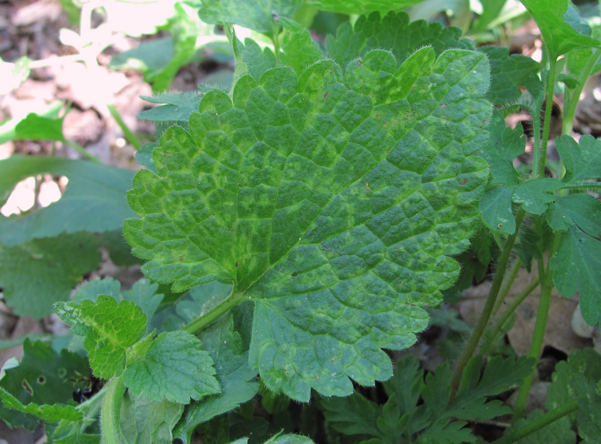 Image of Lamium maculatum specimen.