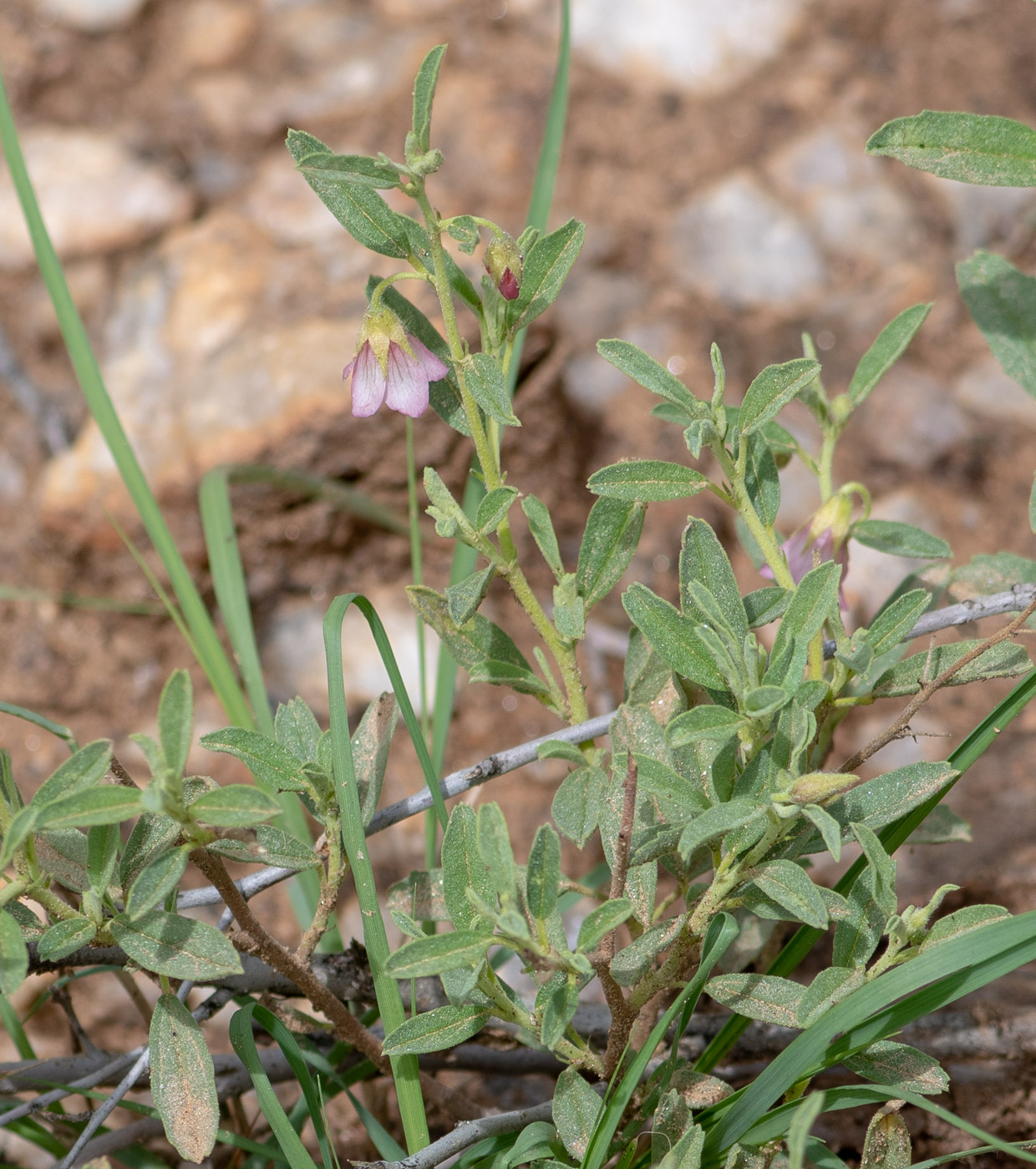 Image of Hermannia affinis specimen.