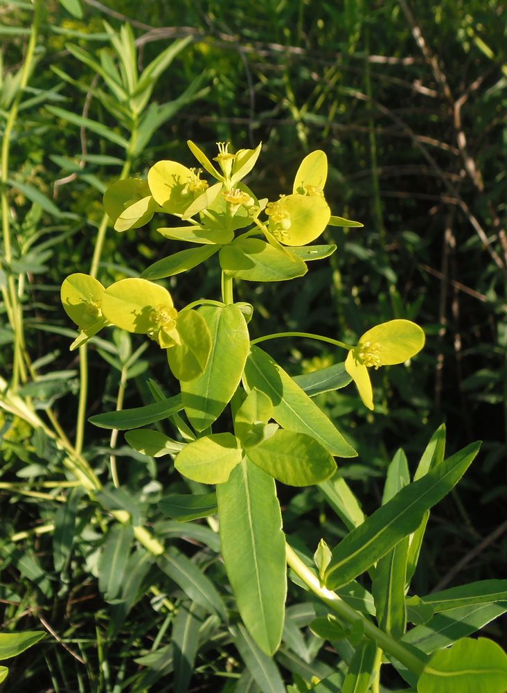 Изображение особи Euphorbia villosa.