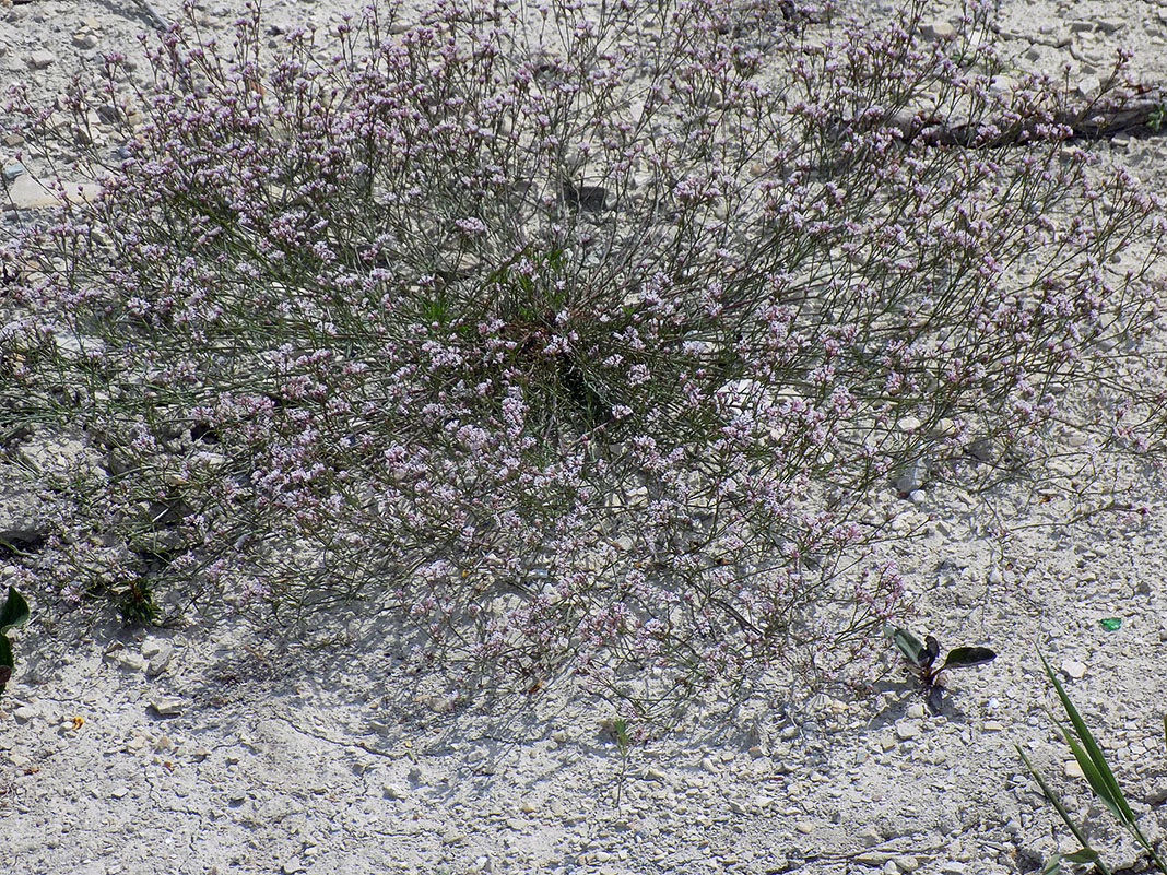 Image of Asperula lipskyana specimen.