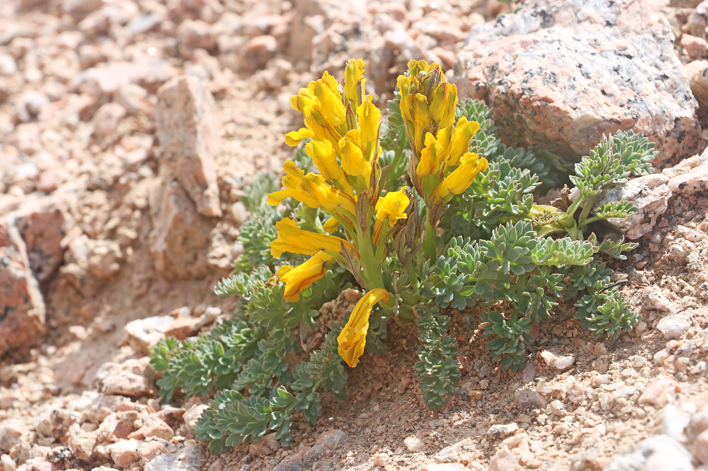 Image of Corydalis gortschakovii specimen.