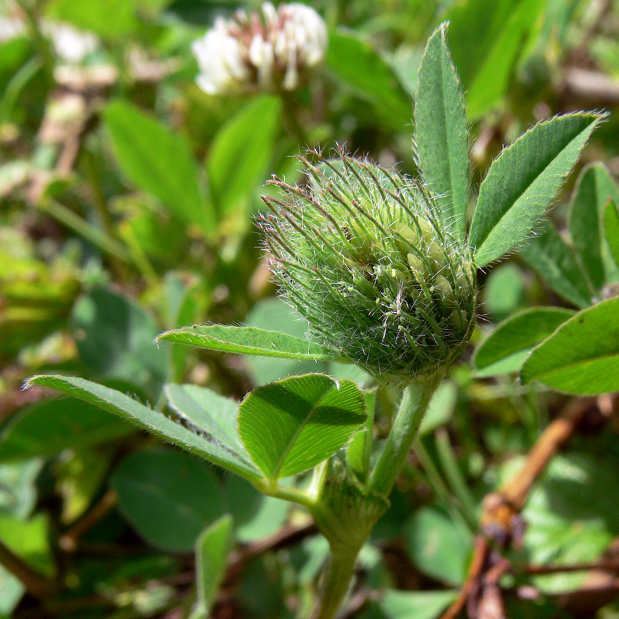 Изображение особи Trifolium pratense.