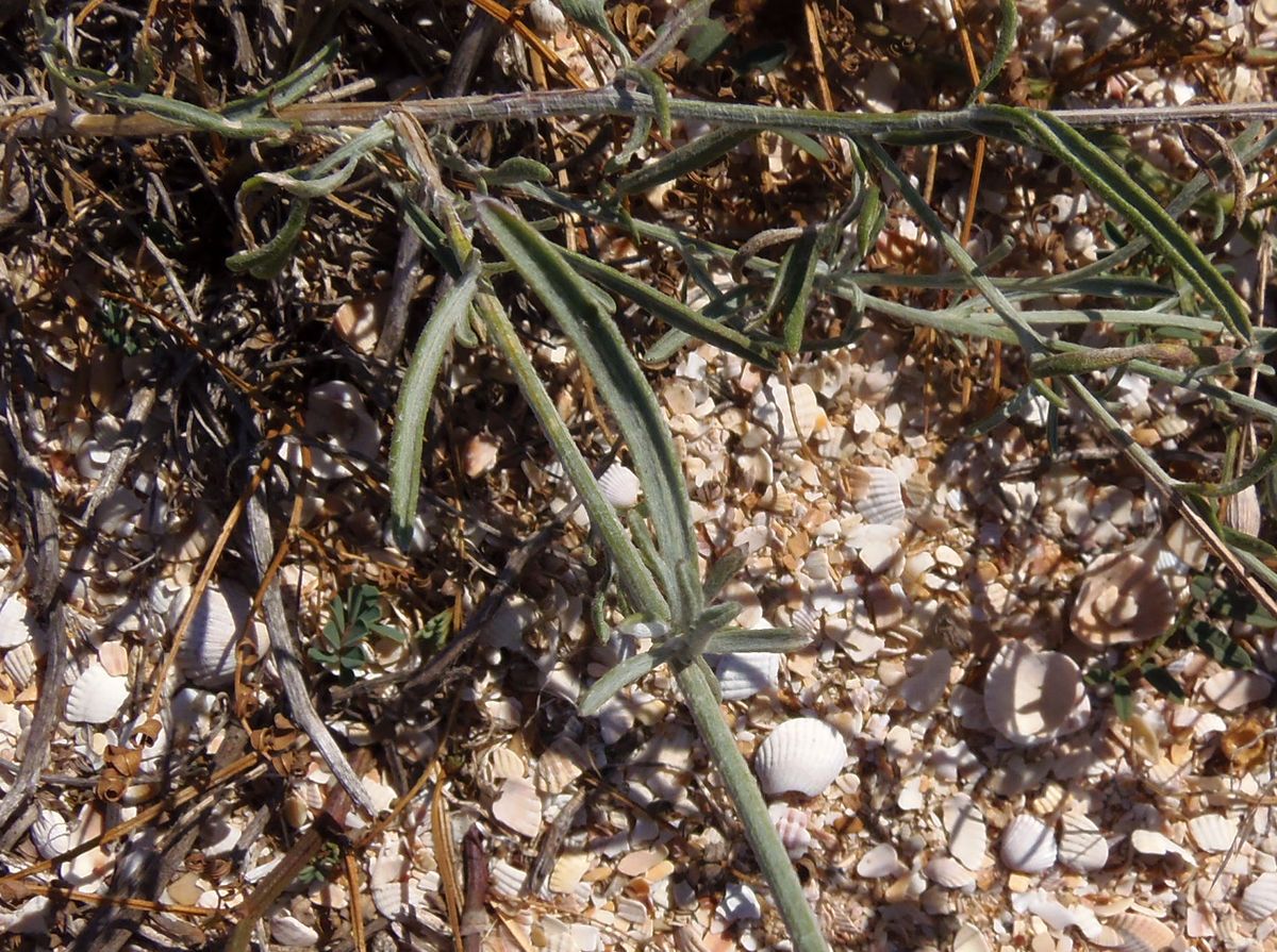 Image of Centaurea odessana specimen.