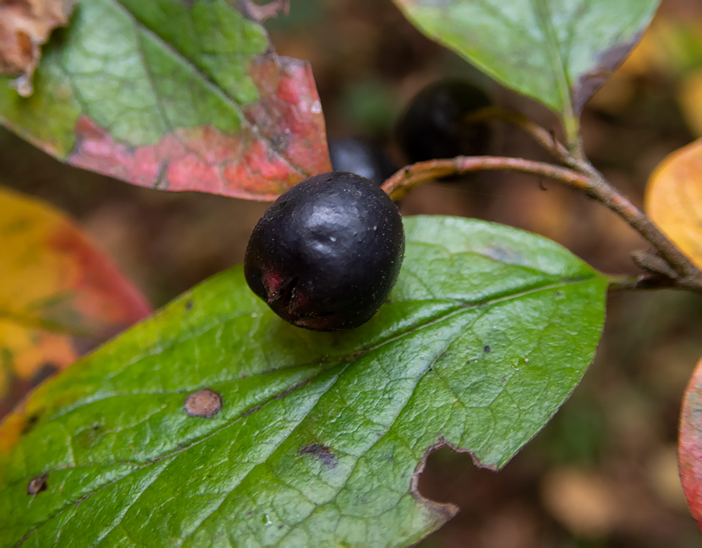 Изображение особи Cotoneaster lucidus.