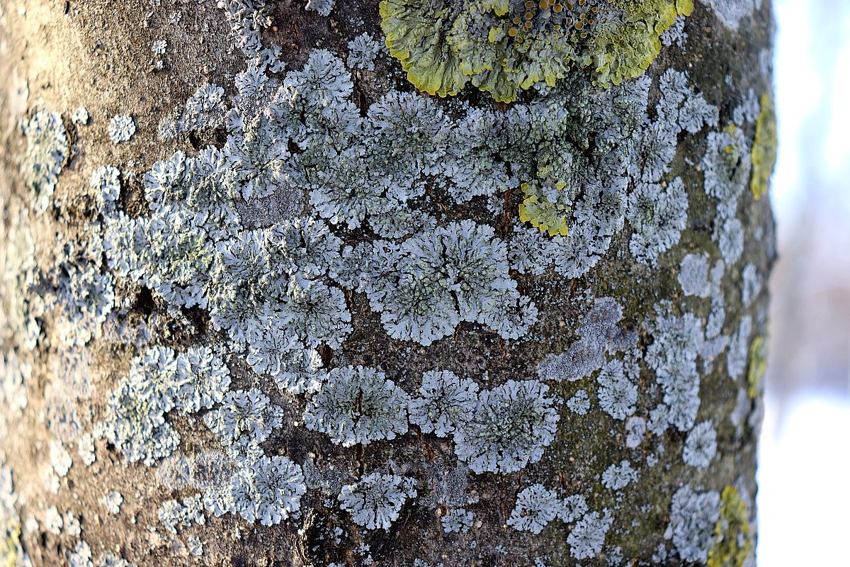 Изображение особи Phaeophyscia orbicularis.