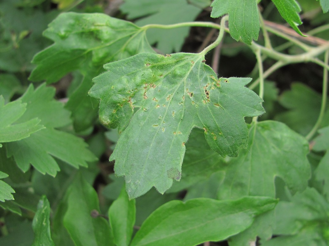 Image of Ribes aureum specimen.