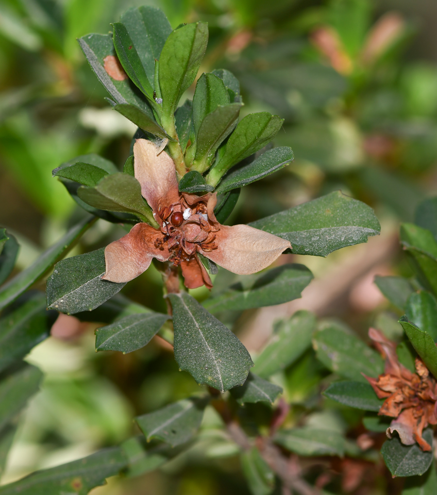 Изображение особи Hibbertia cuneiformis.