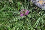 Cirsium esculentum. Цветущее растение. Республика Алтай, Усть-Коксинский р-н, окраина с. Верх-Уймон, луг. 30 июля 2020 г.