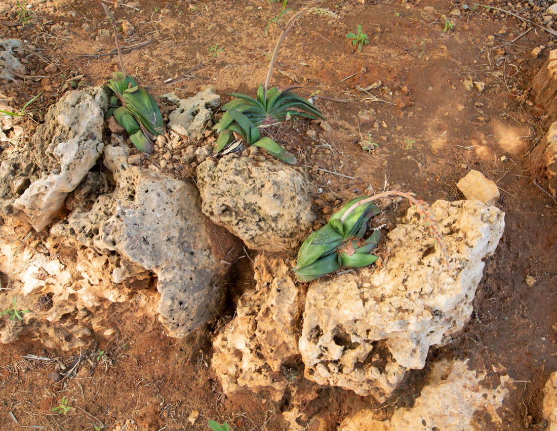 Image of Gasteria obliqua specimen.