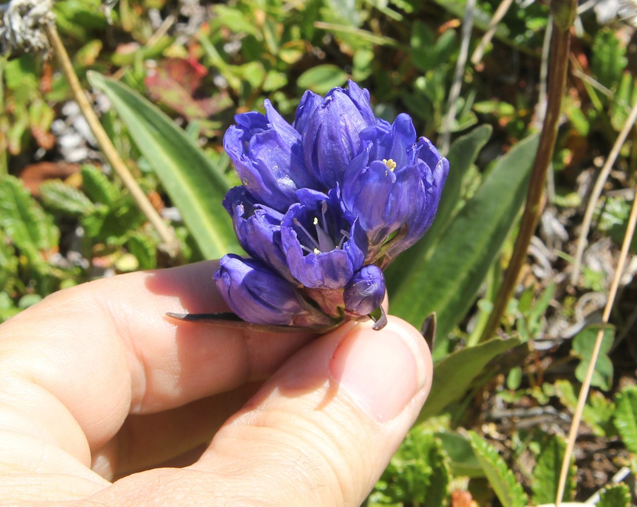 Изображение особи Gentiana decumbens.