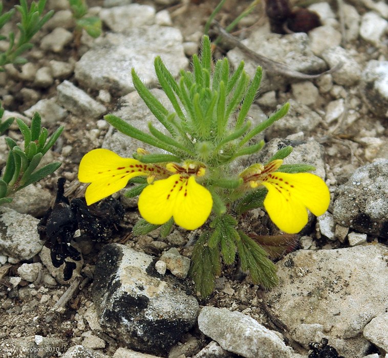 Image of Ajuga chia specimen.