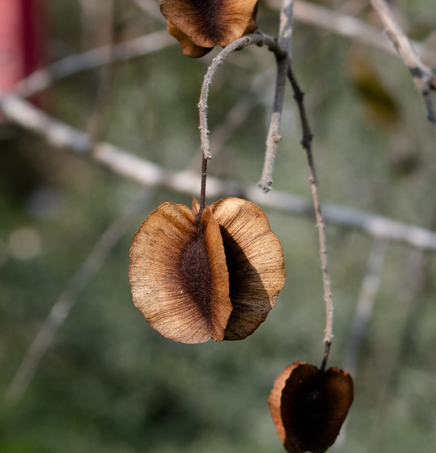 Image of Combretum molle specimen.