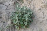 Marrubium anisodon. Вегетирующее растение. Узбекистан, г. Самарканд, городище Афрасиаб, лёссовый холм. 8 мая 2022 г.