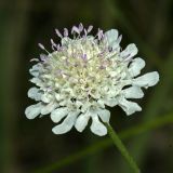 Scabiosa sosnowskyi. Соцветие. Республика Абхазия, г. Сухум. 22.08.2009.