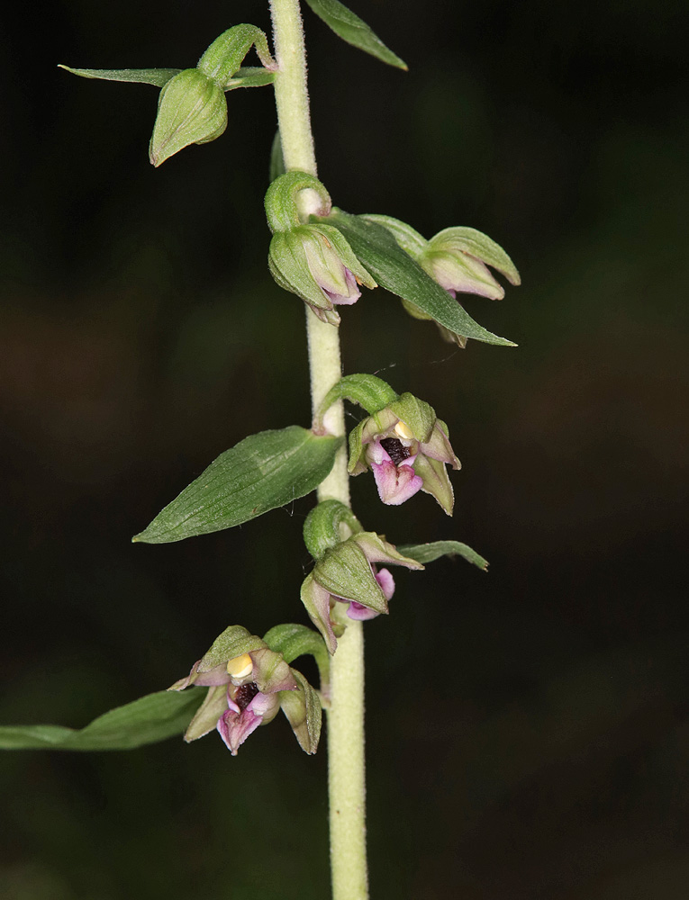 Image of Epipactis helleborine specimen.